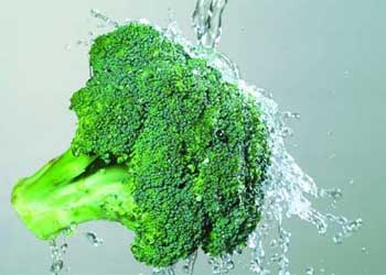 十字花科蔬菜含可治疗白血病物质