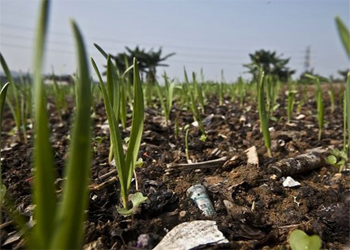 番禺&ldquo;垃圾肥&rdquo;蔬菜重金属未超标