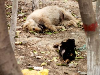 突发家畜死亡事件-2