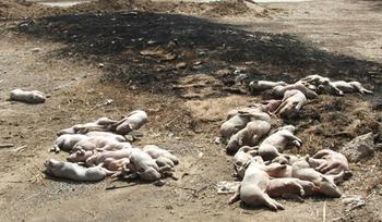 突发家畜死亡事件